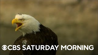 New book looks at efforts being made to help bald eagles survive, thrive