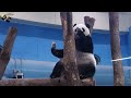 20230827 圓仔上天下地吃筍，卡樹吃筍小意思，有筍萬事足 the giant panda yuan zai