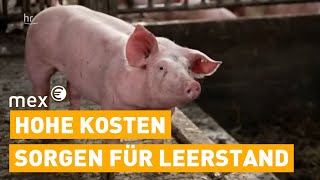 Fear instead of awakening - why pig farmers are giving up now