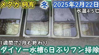 メダカ 冬 屋外 2月22日 ダイソー水槽 6日ぶりフン掃除 めだか 飼育 越冬 ペットボトル足し水