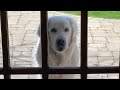 14-Year-Old Golden Retriever Brings Surprises to Neighbors Every Day | The Dodo