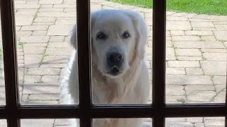 14-Year-Old Golden Retriever Brings Surprises to Neighbors Every Day | The Dodo