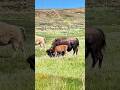 Baby Bison and Mother Grazing in Wyoming #wildlife