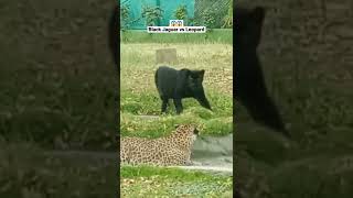 Black Jaguar vs Leopard. 😱 #shorts #animals #wildlife