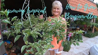 How To Grow Bougainvillea in Hanging Baskets \u0026 Containers // Growing Tropical 🌴😃