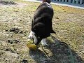 サッカー大好き柴犬