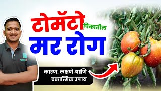 टोमॅटो मर रोग कारणे आणि उपाय | tomato mar rog upay #tomato #wilt #disease