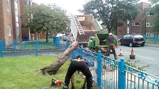 Tree cut down on Devonshire road