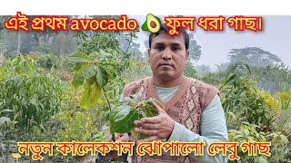 ফুল ধরা বিদেশী ফলের গাছ পাবেন! নতুন কালেকশন লেবু গাছ পাবেন Live nursery তে।