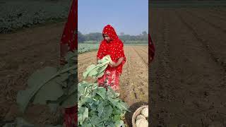 Harvesting Fresh Cauliflowers #food #farming