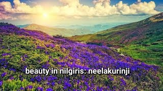 beautiful and rare neelakurinji explained