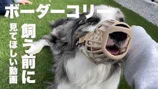 【ボーダーコリー】飼う前に知ってほしいこと。〜飼育放棄される子がいなくなりますように〜