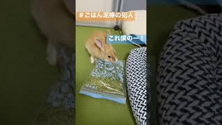 ガサガサ音がする方に行くと、、、　#shorts #保護うさぎ #うさぎ #いたずら