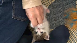 母のグーパー遊びにつき合うも、鬱陶しくなる子猫。笑