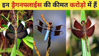 दुनिया के सबसे सुंदर ड्रैगनफ्लाई | 10 Most Beautiful Dragonfly In The World | Rare Dragonflies Video