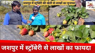 जशपुर में स्ट्रॉबेरी की खेती।Cultivation of Stroabery@jashpurjunction