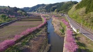 ふるどの桜街道ヤエザクラ（平成30年4月26日）