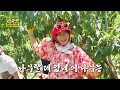 나무랄 데 없는 복숭아 나무 빠져드는 은숙의 아재개그🤣 박원숙의 같이 삽시다 2021 kbs 241003 방송