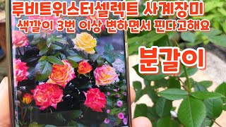 의정부 들꽃사랑야생화 신종 사계장미 #루비트위스터셀렉트 #분갈이 #키우기 알아보아요