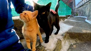 狭い路地の階段上に黒猫がいたのでナデナデすると強烈に甘えてくる茶トラ猫もやって来た