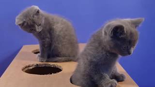 Смешные британские котята играют с коробкой - коты и кошки 2019 - приколы с котами