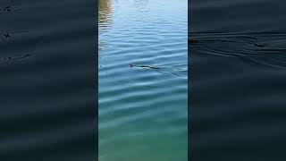 Schlange Ringelnatter am Badestrand Schlicht bei Waldsee Neuhofen Ludwigshafen Pfalz