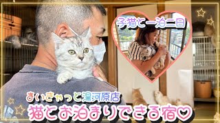 子猫とお泊まりして、幸せすぎました。【まいきゃっと湯河原店】