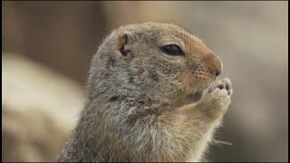 The Hoary Marmot