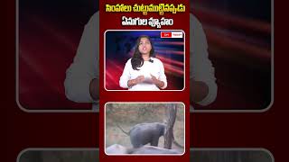 సింహాలు చుట్టుముట్టినప్పుడు ఏనుగుల వ్యూహం | Elephants protecting baby elephant from group of lions