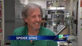 Rainy winter + more bugs = Spider population spike in Northern California