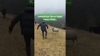 Wow! Beginilah uniknya kalau olahraga lompat bareng kambing #animals #shorts #kambing