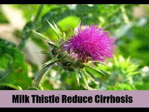 Top 7 Herbal Remedies For Cirrhosis Top 7 Herbal Remedies For Cirrhosis