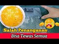 PERAWATAN LARVA GURAME BARU MENETAS