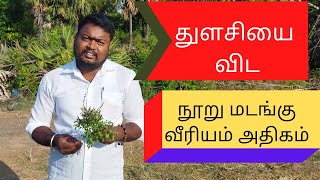 துளசியை விட நூறு மடங்கு வீரியம் அதிகம் கஞ்சாங்கோரை/Dr.Siva/OnlineMarathamizhan