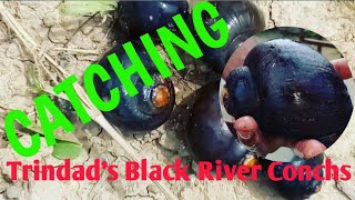 Catching Trindad's Black River Conchs. Ep.11.. #conch #catch #fresh #trinidad