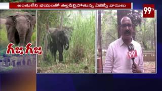 విజయనగరం ఏజెన్సీ లో ఏనుగుల కలకం | Vizianagaram Agency People Facing Problems with Elephants | 99TV