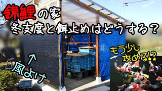 錦鯉飼育 2023.10.27  冬支度と餌止めはどうする？