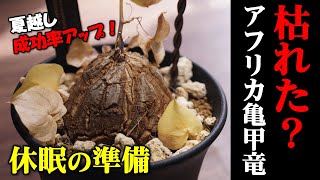 【塊根植物】亀甲竜の休眠前にやっていること【人気観葉植物・亀甲竜の育て方】