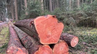 Gỗ thông đỏ quý hiếm chất đầy bìa rừng.  Forest in Germany | Khám phá nơi ở nhà @MiGGermany