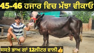 ਸਸਤੇ ਭਾਅ 1 ਗਾਂ ਅਤੇ 2 ਮੱਝਾ ਵੀਕਾਓ। Buffalo and cow for sale/vadiya farm/21-6-24