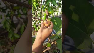 ☘️🍃🌿இன்றைய மாடி தோட்ட அறுவடை 18/5/23#today terrace garden harvest 🏡