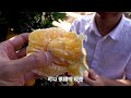 huanong brothers after a busy day we take a look at buddy s navel oranges and also have a try.