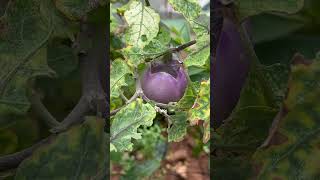 என் தோட்டத்தில் இருந்து கத்தரி காய் | Brinjal in my kitchen garden #nature #vegetables #brinjal