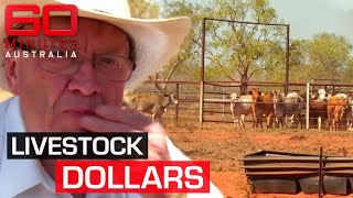 The lucrative industry at the centre of the controversial livestock exports | 60 Minutes Australia