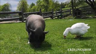 Erdlingshof: Seit vielen Jahren beste Freundinnen: Gans Möp Möp und Schwein Bonnie 💕