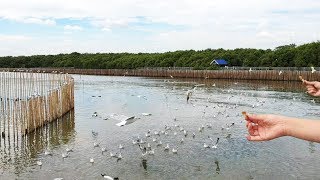 พาไปชม นกนางนวล ที่สถานตากอากาศบางปู : Seagull at Bangpoo