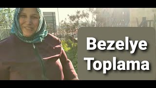 BEZELYE TOPLAMA | Bahçemden Tazecik Bezelye Topladım