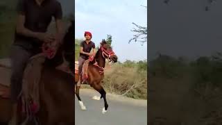 #lover #horse #lovel  પહેલી રાયડીગ 1 ડેટ મોજ🐎🐎🐎🔥હાલી જાણે