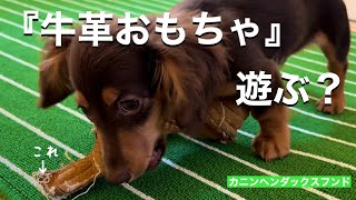 小さい子犬が牛革のおもちゃで遊ぶよ　『カニンヘンダックスフンド』