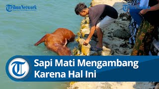 Penyebab Kematian Puluhan Sapi Mengambang di Pantai Camplong